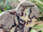 Polished Septerye Slices x 6 From Mahajanga, Madagascar