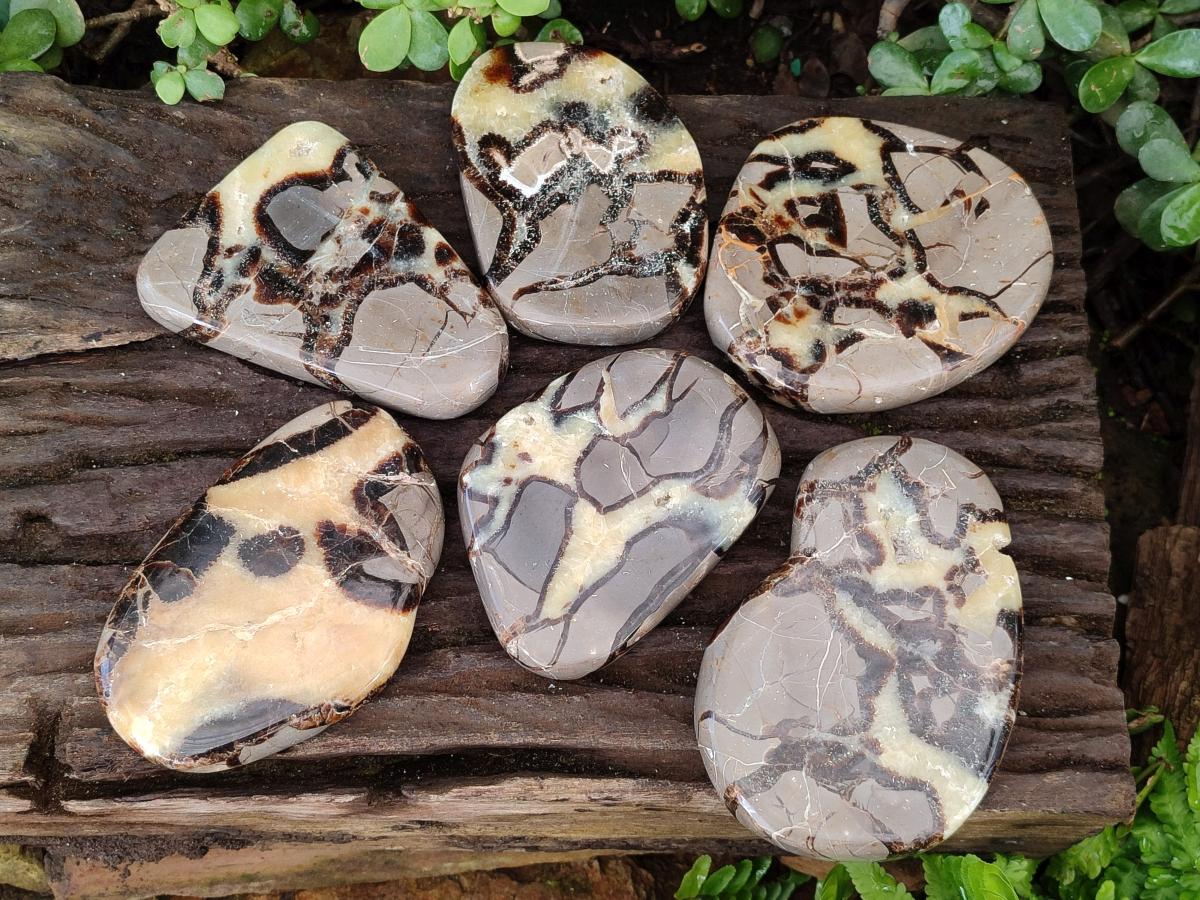Polished Septerye Slices x 6 From Mahajanga, Madagascar
