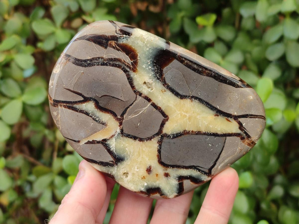 Polished Septerye Slices x 6 From Mahajanga, Madagascar