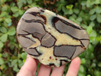 Polished Septerye Slices x 6 From Mahajanga, Madagascar