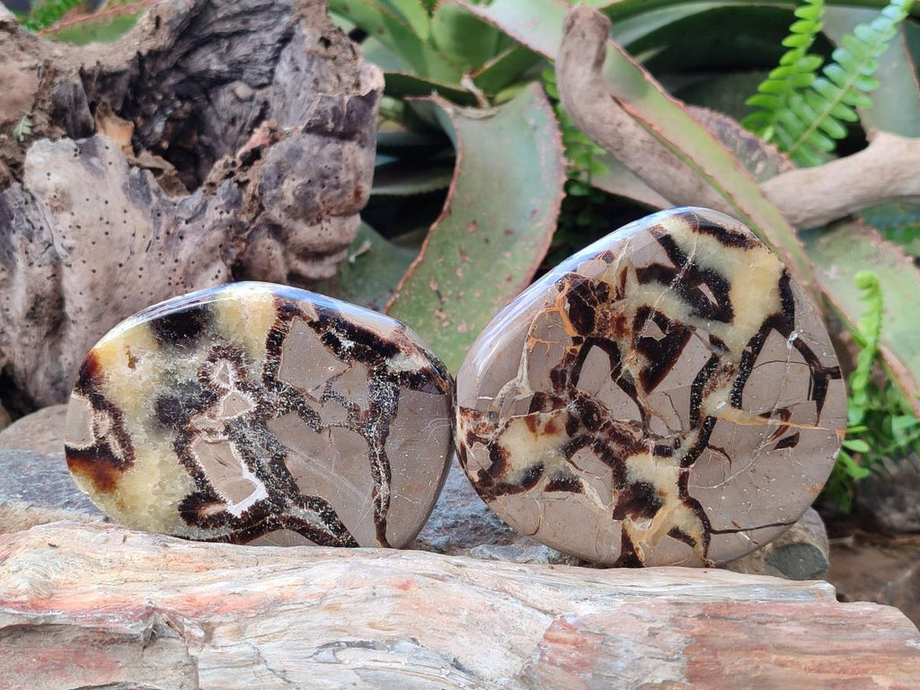 Polished Septerye Slices x 6 From Mahajanga, Madagascar