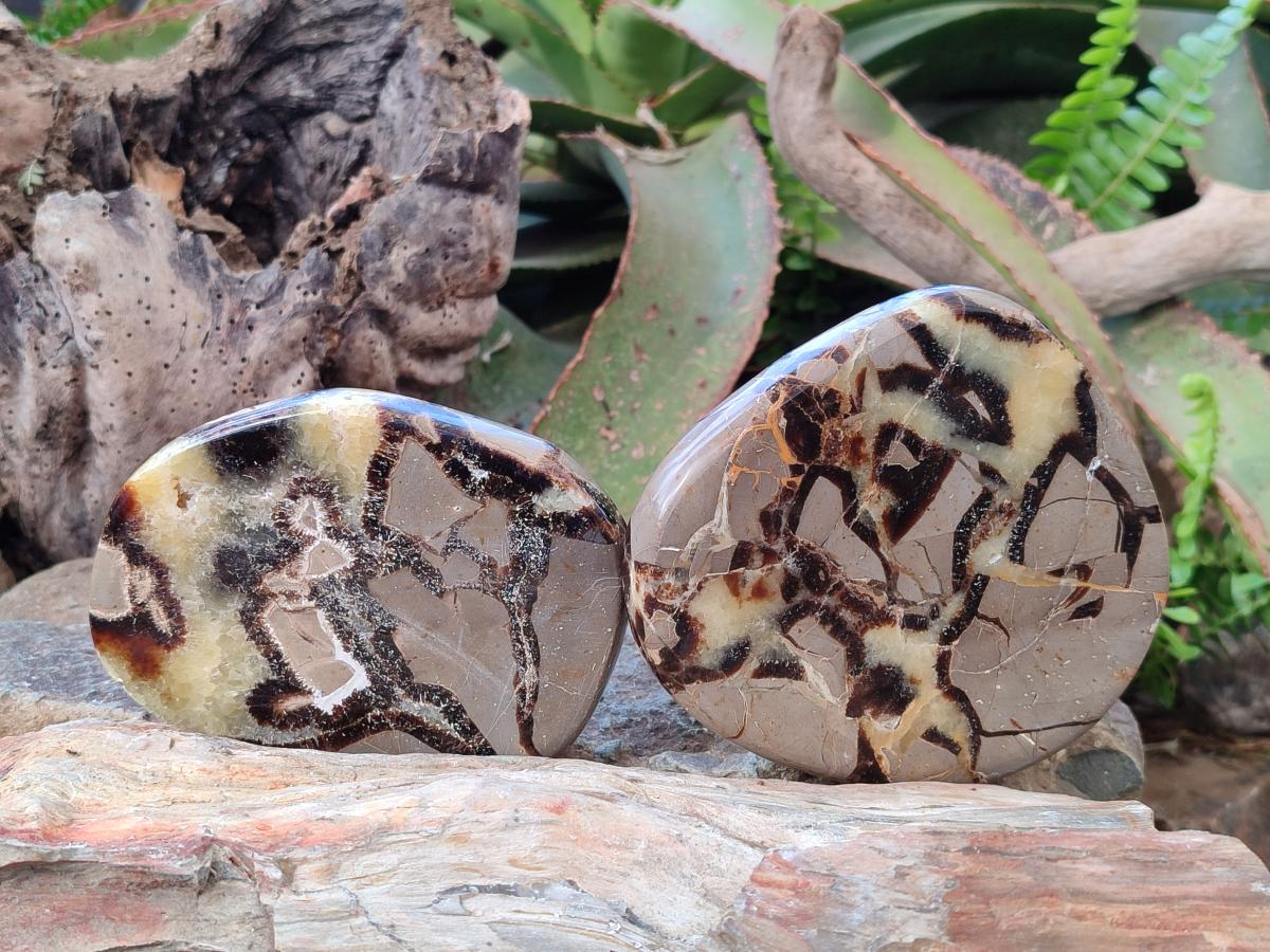 Polished Septerye Slices x 6 From Mahajanga, Madagascar