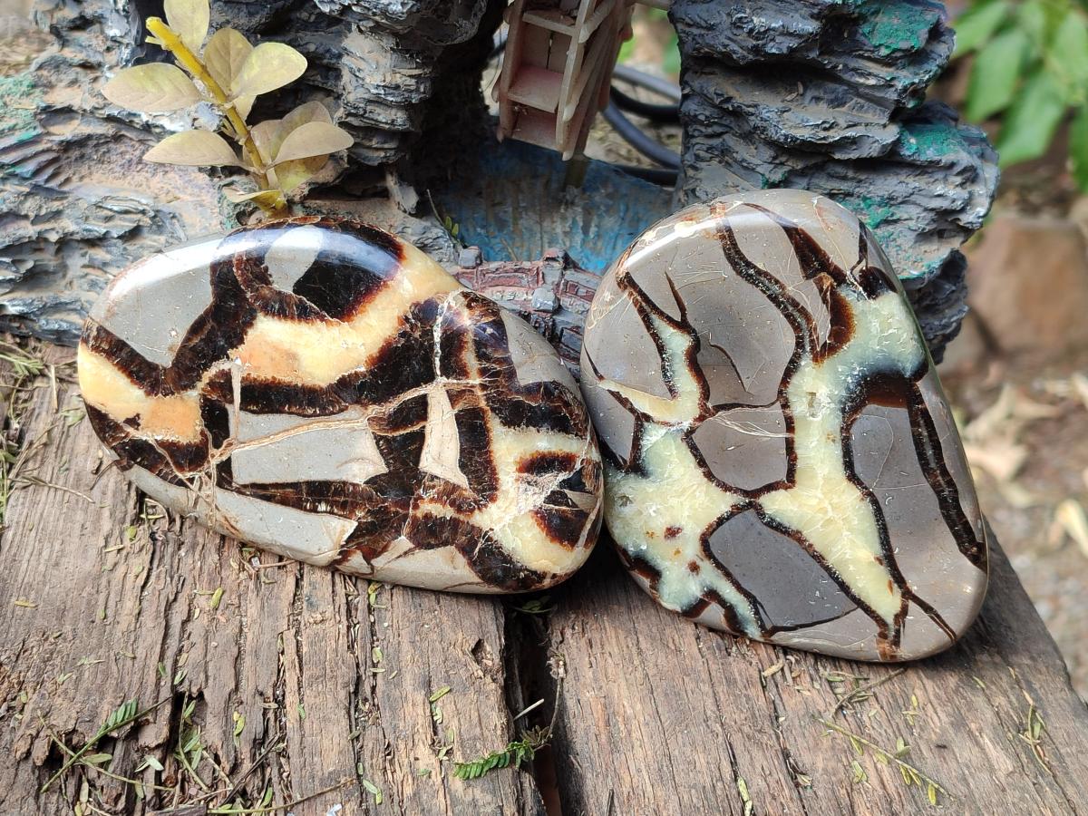 Polished Septerye Slices x 6 From Mahajanga, Madagascar