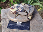 Polished Septerye Slices x 6 From Mahajanga, Madagascar