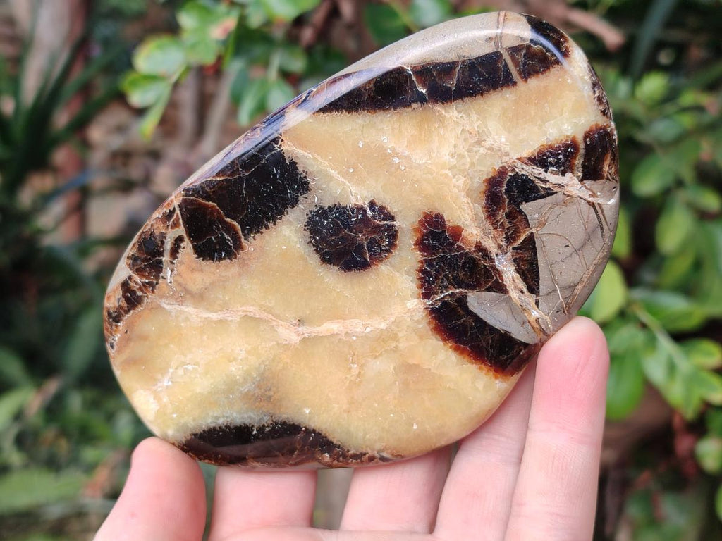 Polished Septerye Slices x 6 From Mahajanga, Madagascar