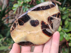Polished Septerye Slices x 6 From Mahajanga, Madagascar