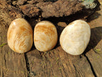 Polished Bivalve Fossil Clams x 12 From Maintirano, Madagascar