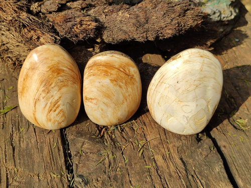Polished Bivalve Fossil Clams x 12 From Maintirano, Madagascar
