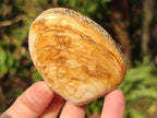 Polished Bivalve Fossil Clams x 12 From Maintirano, Madagascar