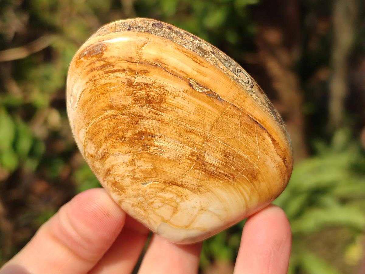 Polished Bivalve Fossil Clams x 12 From Maintirano, Madagascar