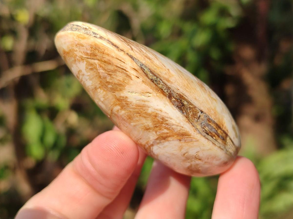 Polished Bivalve Fossil Clams x 12 From Maintirano, Madagascar