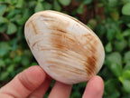 Polished Bivalve Fossil Clams x 12 From Maintirano, Madagascar