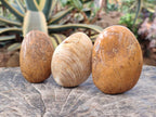 Polished Bivalve Fossil Clams x 12 From Maintirano, Madagascar