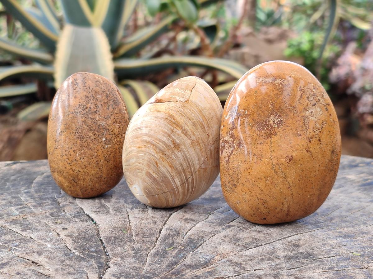 Polished Bivalve Fossil Clams x 12 From Maintirano, Madagascar