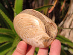 Polished Bivalve Fossil Clams x 12 From Maintirano, Madagascar