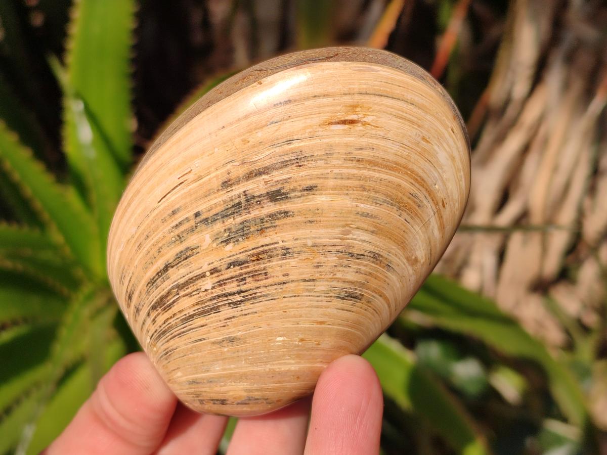 Polished Bivalve Fossil Clams x 12 From Maintirano, Madagascar