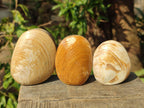 Polished Bivalve Fossil Clams x 12 From Maintirano, Madagascar