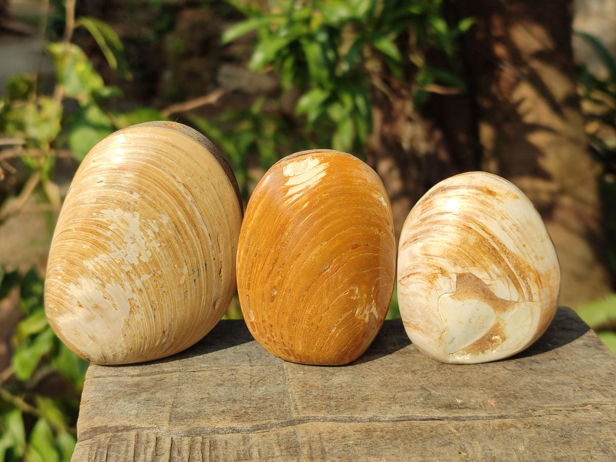 Polished Bivalve Fossil Clams x 12 From Maintirano, Madagascar