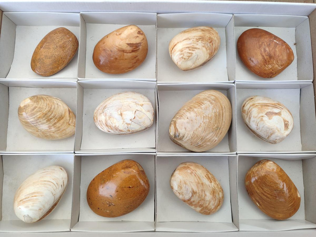Polished Bivalve Fossil Clams x 12 From Maintirano, Madagascar