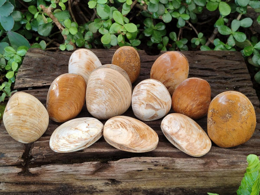Polished Bivalve Fossil Clams x 12 From Maintirano, Madagascar