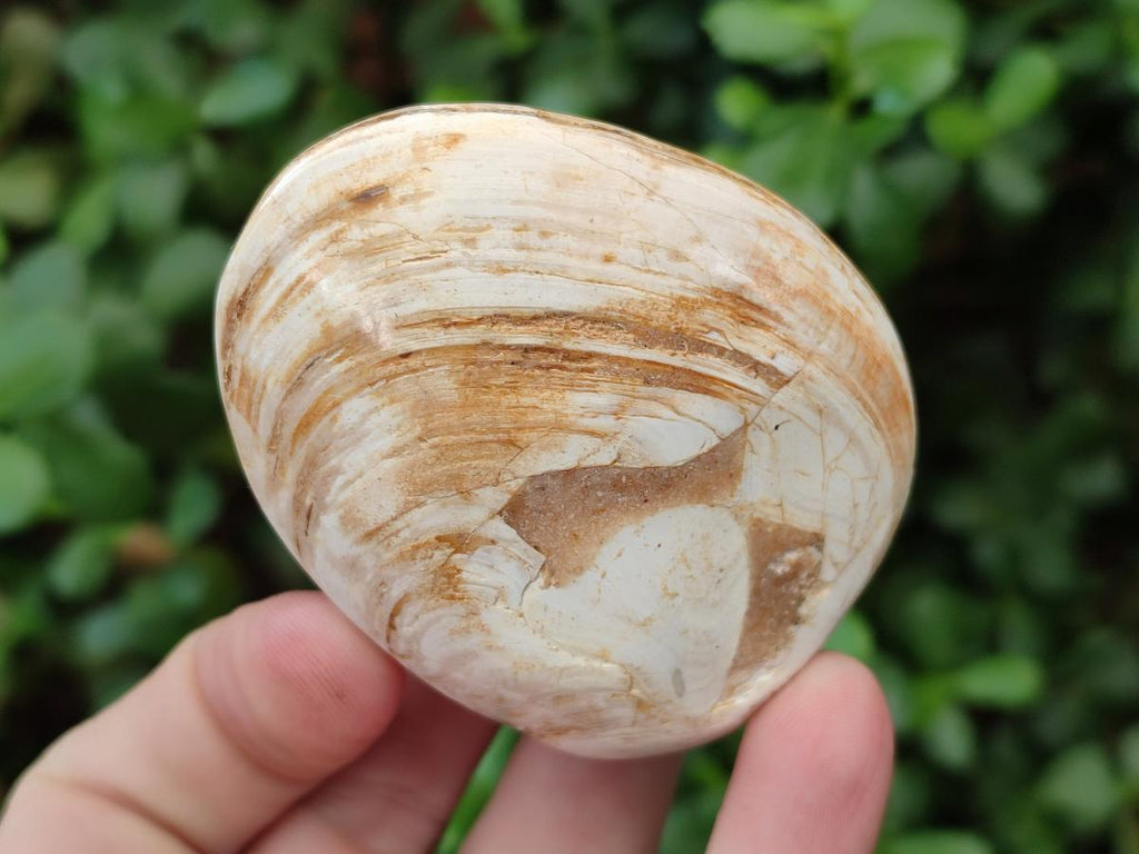 Polished Bivalve Fossil Clams x 12 From Maintirano, Madagascar