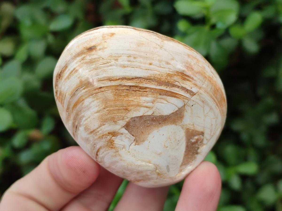 Polished Bivalve Fossil Clams x 12 From Maintirano, Madagascar