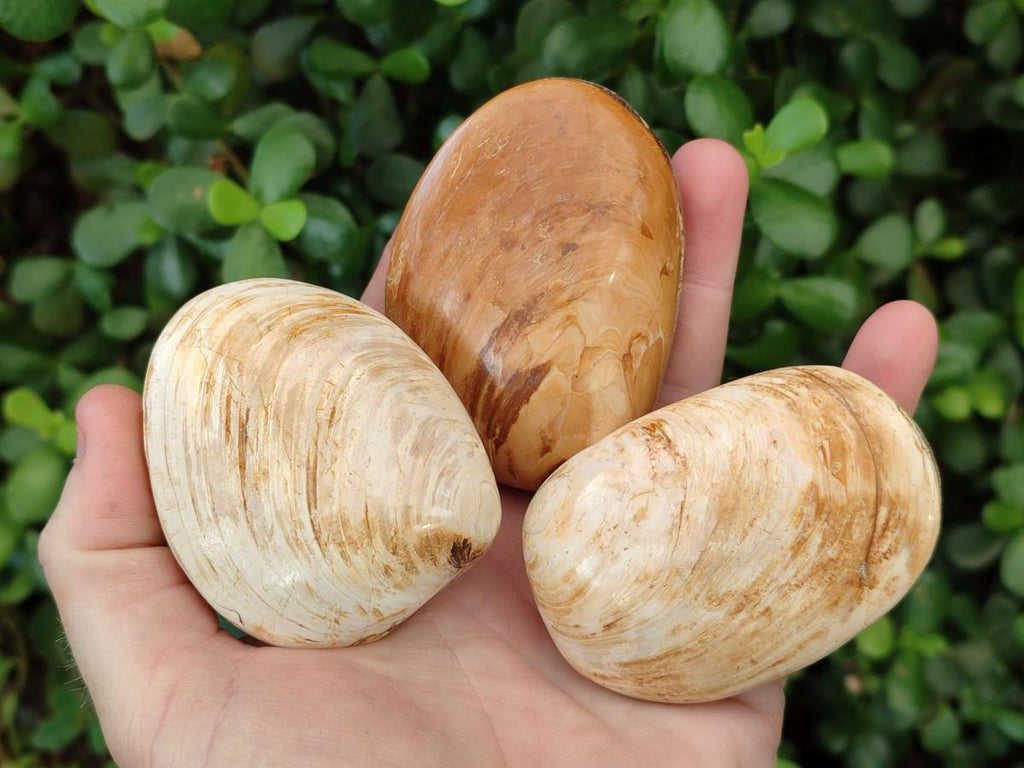 Polished Bivalve Fossil Clams x 12 From Maintirano, Madagascar