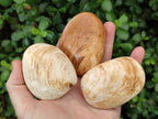 Polished Bivalve Fossil Clams x 12 From Maintirano, Madagascar