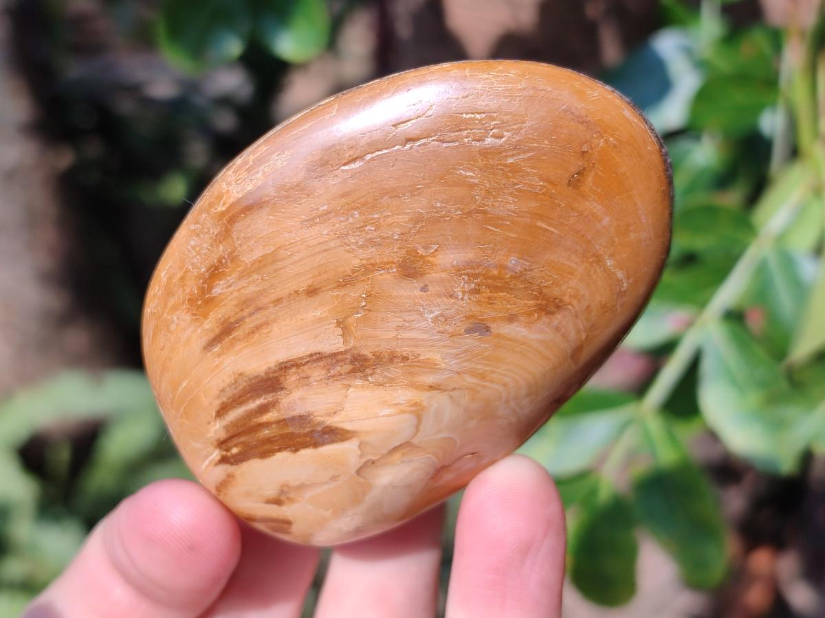 Polished Bivalve Fossil Clams x 12 From Maintirano, Madagascar