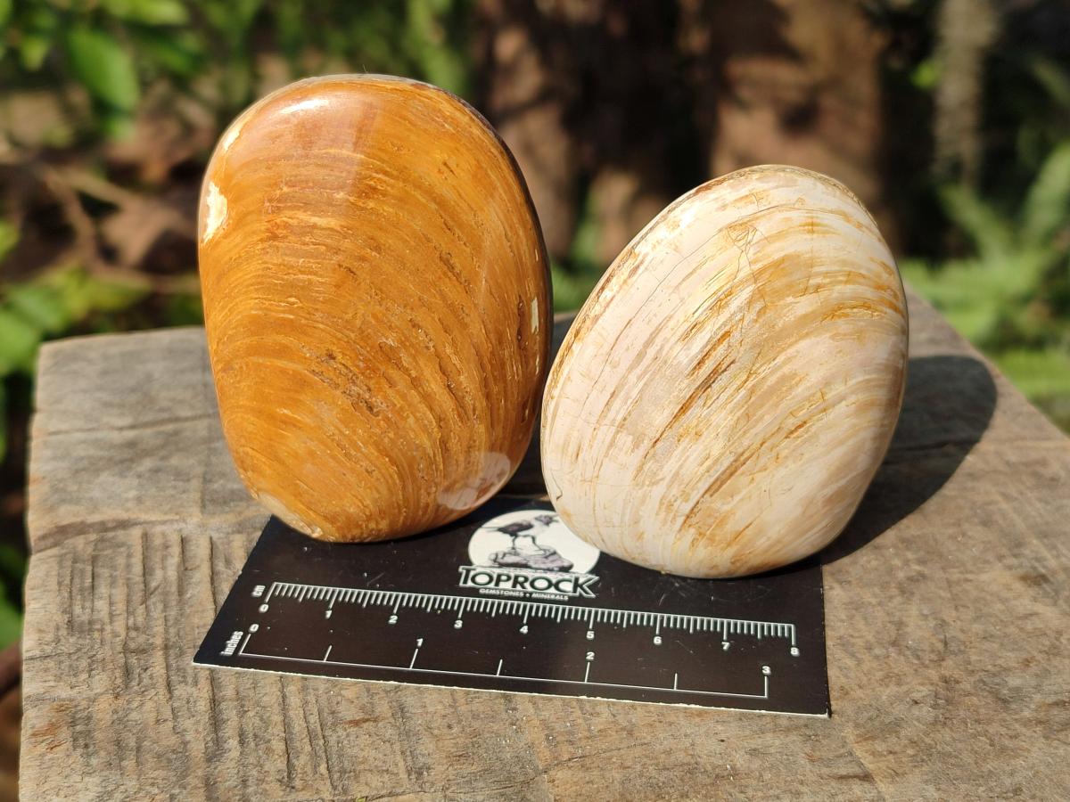 Polished Bivalve Fossil Clams x 12 From Maintirano, Madagascar