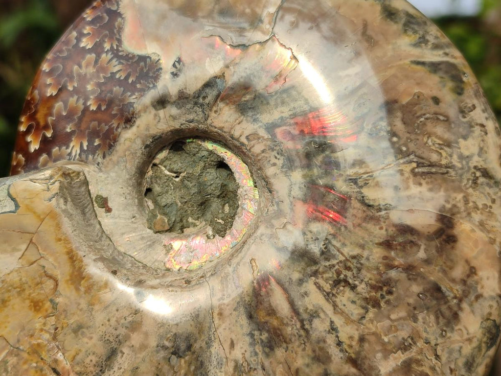 Polished Cleoniceras Ammonite Fossils x 2 From Tulear, Madagascar