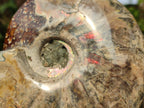 Polished Cleoniceras Ammonite Fossils x 2 From Tulear, Madagascar