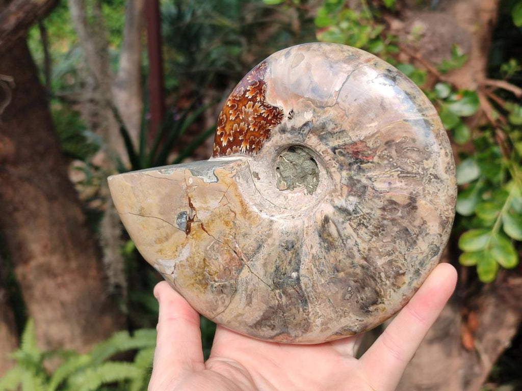 Polished Cleoniceras Ammonite Fossils x 2 From Tulear, Madagascar