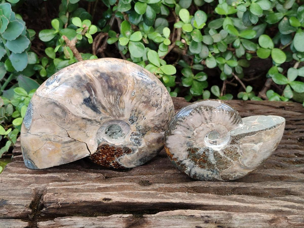 Polished Cleoniceras Ammonite Fossils x 2 From Tulear, Madagascar