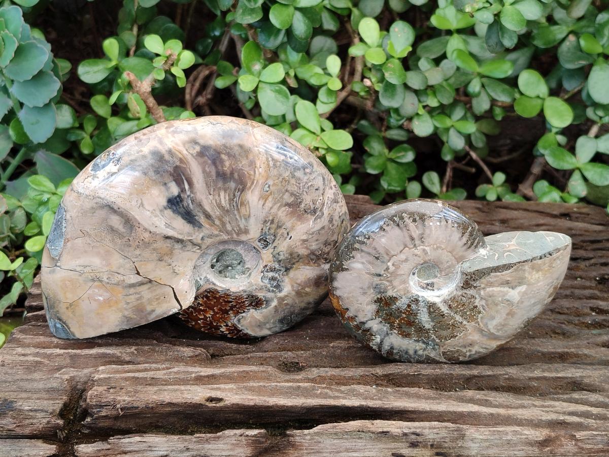 Polished Cleoniceras Ammonite Fossils x 2 From Tulear, Madagascar