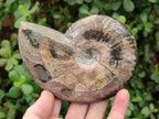 Polished Cleoniceras Ammonite Fossils x 2 From Tulear, Madagascar