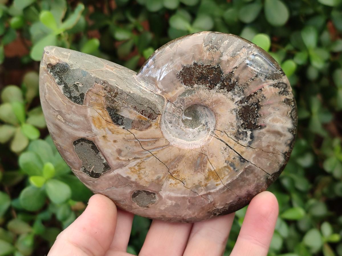 Polished Cleoniceras Ammonite Fossils x 2 From Tulear, Madagascar