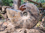 Polished Cleoniceras Ammonite Fossils x 2 From Tulear, Madagascar