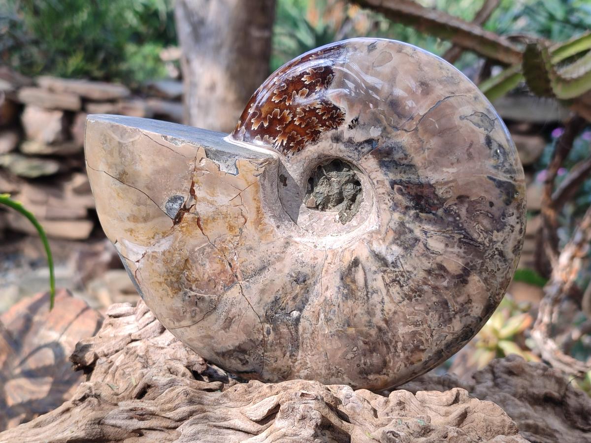 Polished Cleoniceras Ammonite Fossils x 2 From Tulear, Madagascar