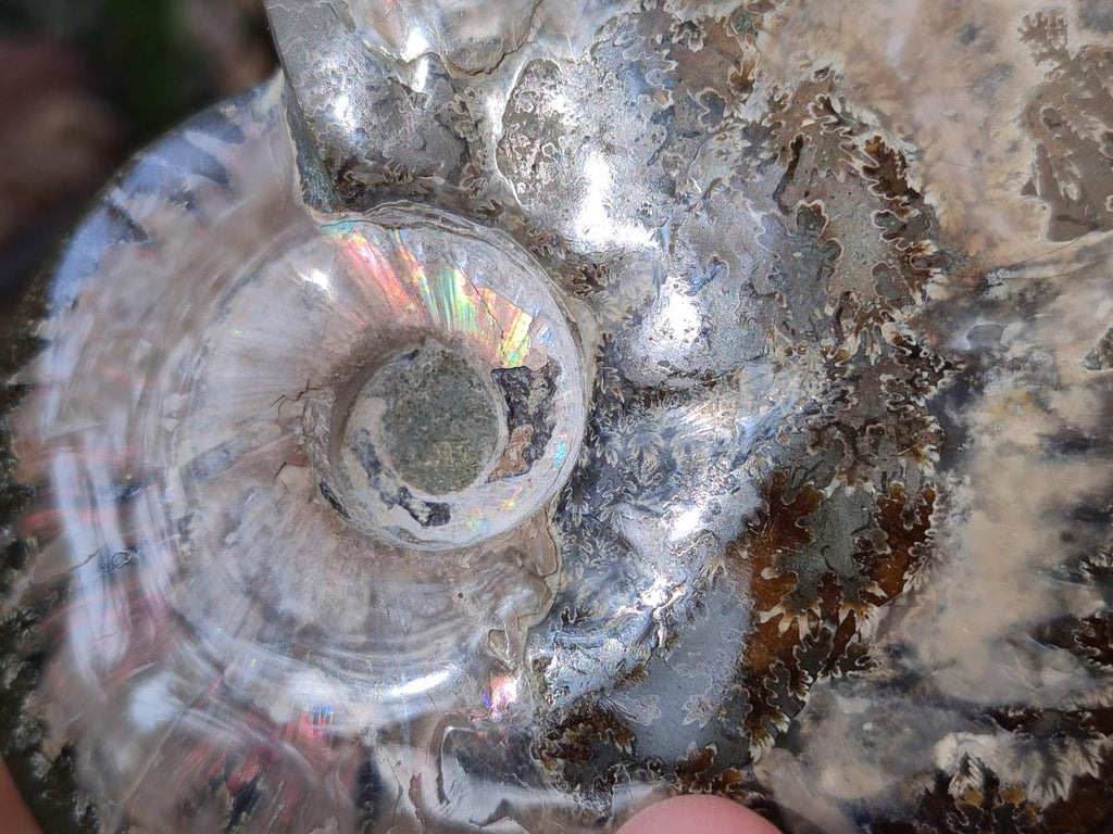 Polished Cleoniceras Ammonite Fossils x 2 From Tulear, Madagascar