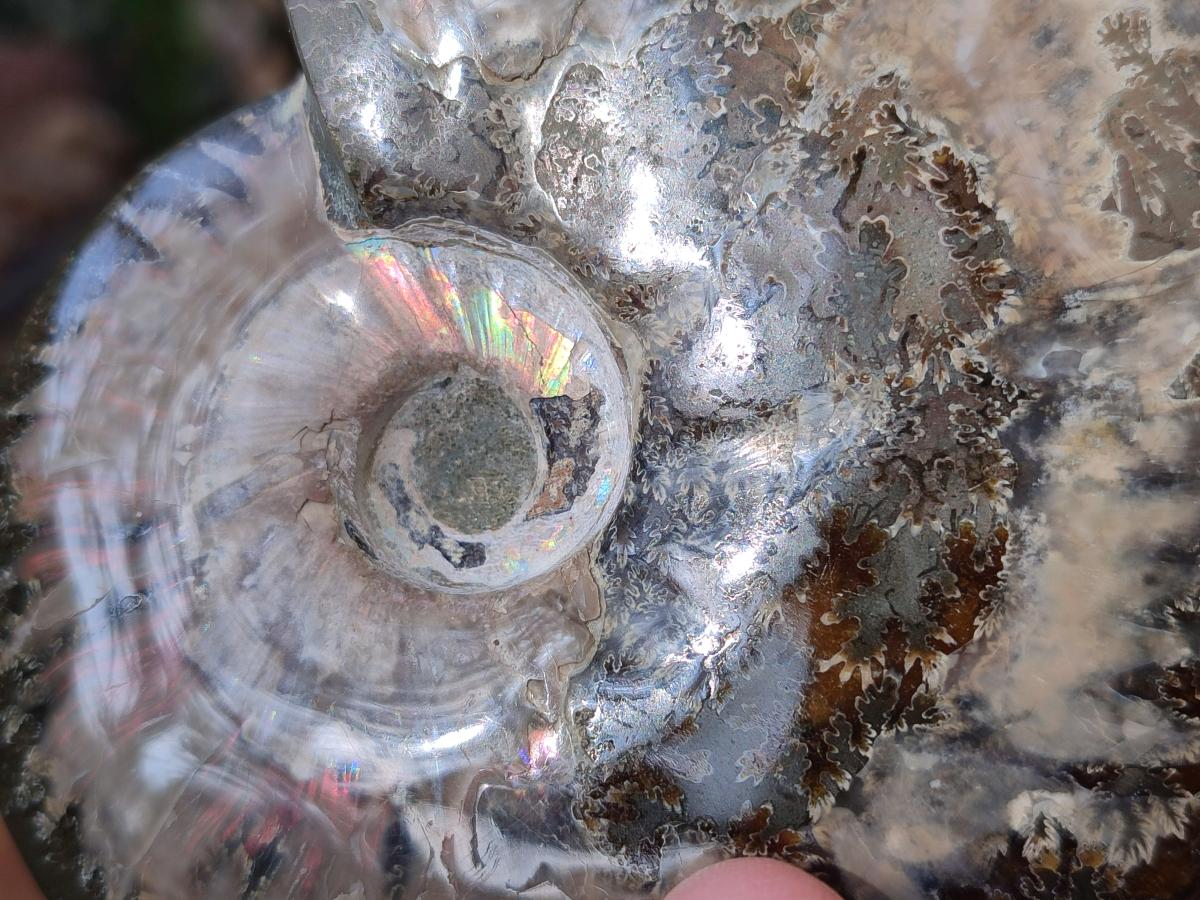 Polished Cleoniceras Ammonite Fossils x 2 From Tulear, Madagascar