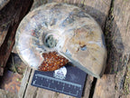 Polished Cleoniceras Ammonite Fossils x 2 From Tulear, Madagascar