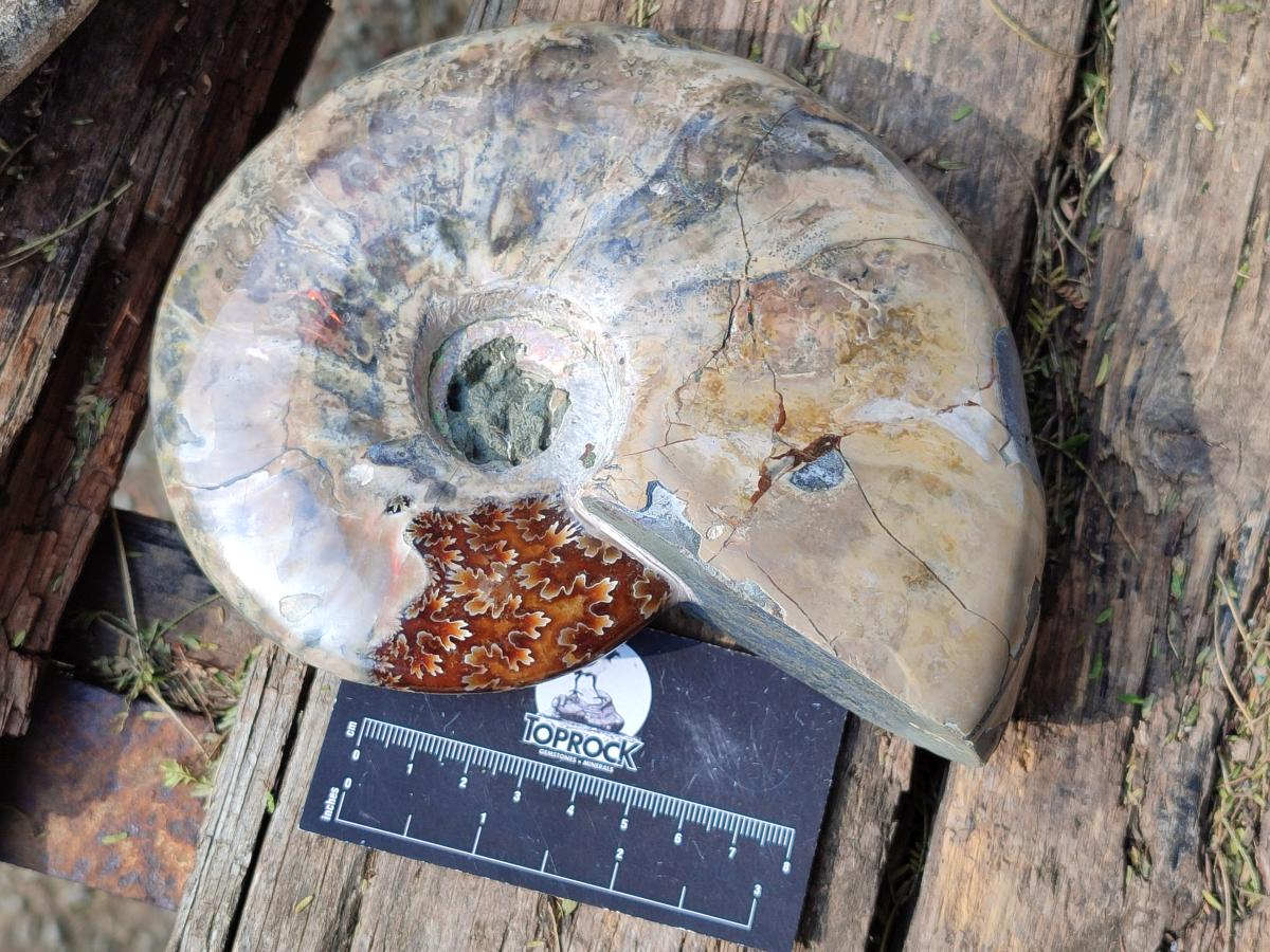 Polished Cleoniceras Ammonite Fossils x 2 From Tulear, Madagascar
