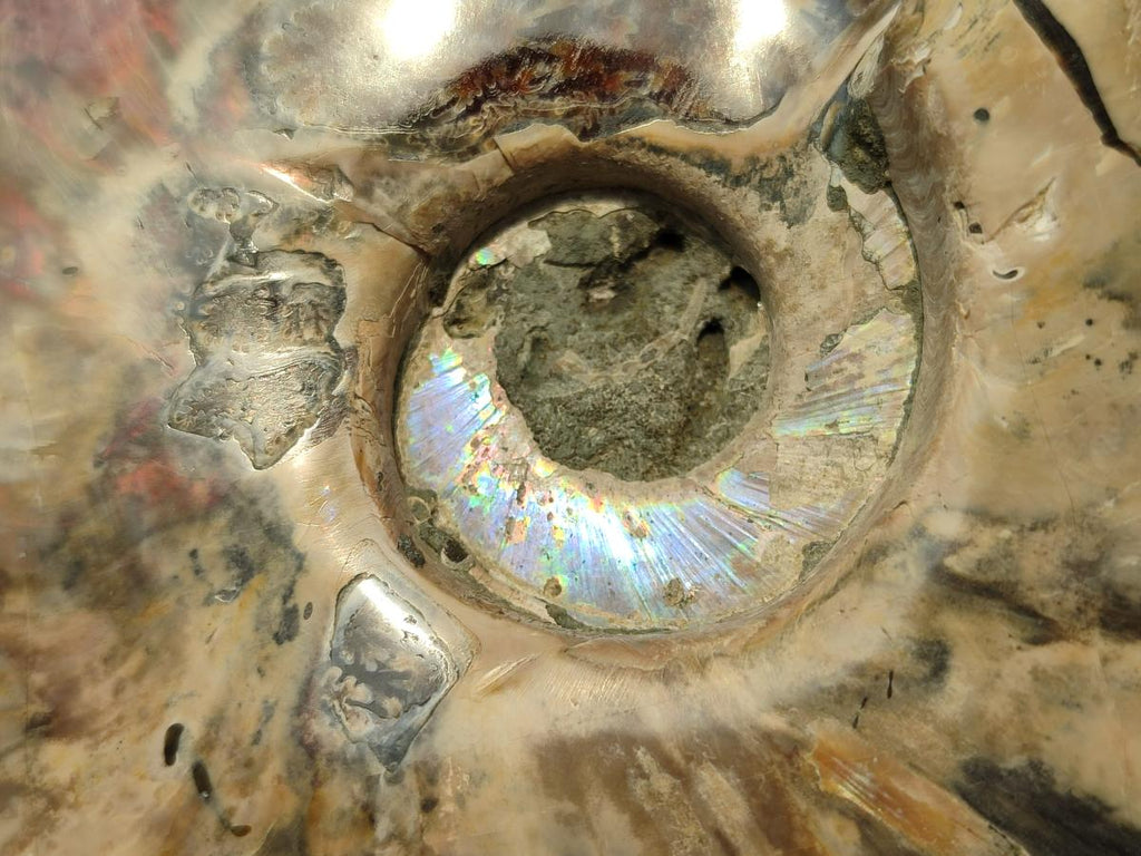 Polished Cleoniceras Ammonite Fossils x 2 From Tulear, Madagascar