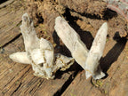 Natural Drusy Quartz Coated "Cock Spur" Calcite Crystals x 12 From Albert's Mountain, Lesotho
