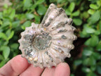 Natural Douvilleiceras Ammolite Ammonite Fossils x 6 From Maintirano, Madagascar