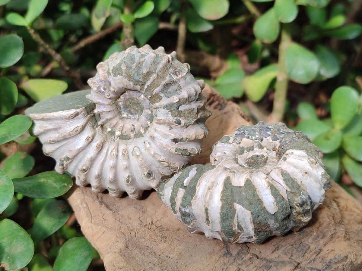 Natural Douvilleiceras Ammolite Ammonite Fossils x 6 From Maintirano, Madagascar