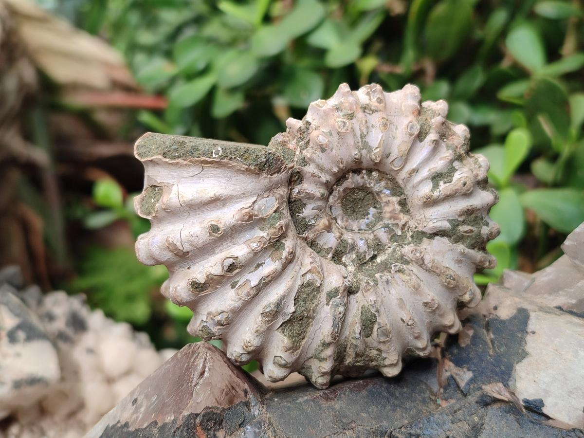 Natural Douvilleiceras Ammolite Ammonite Fossils x 6 From Maintirano, Madagascar