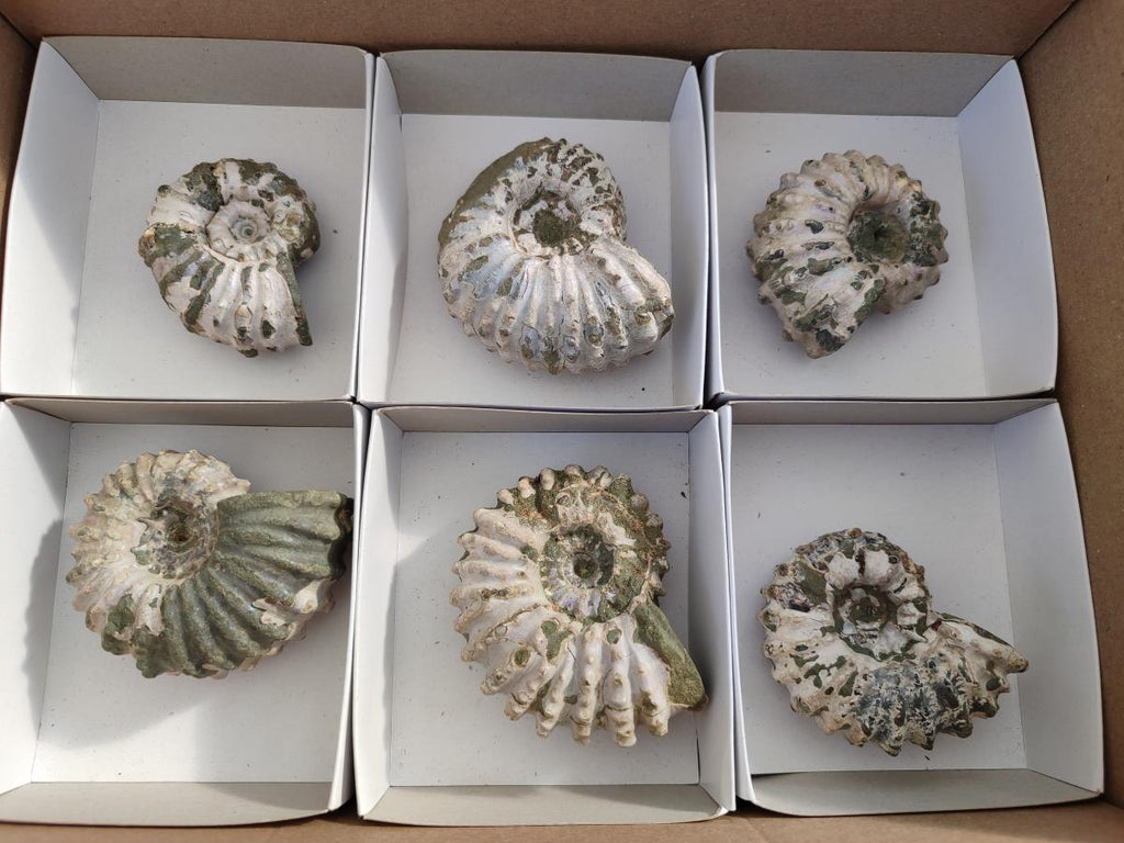 Natural Douvilleiceras Ammolite Ammonite Fossils x 6 From Maintirano, Madagascar