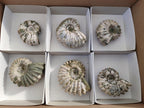 Natural Douvilleiceras Ammolite Ammonite Fossils x 6 From Maintirano, Madagascar